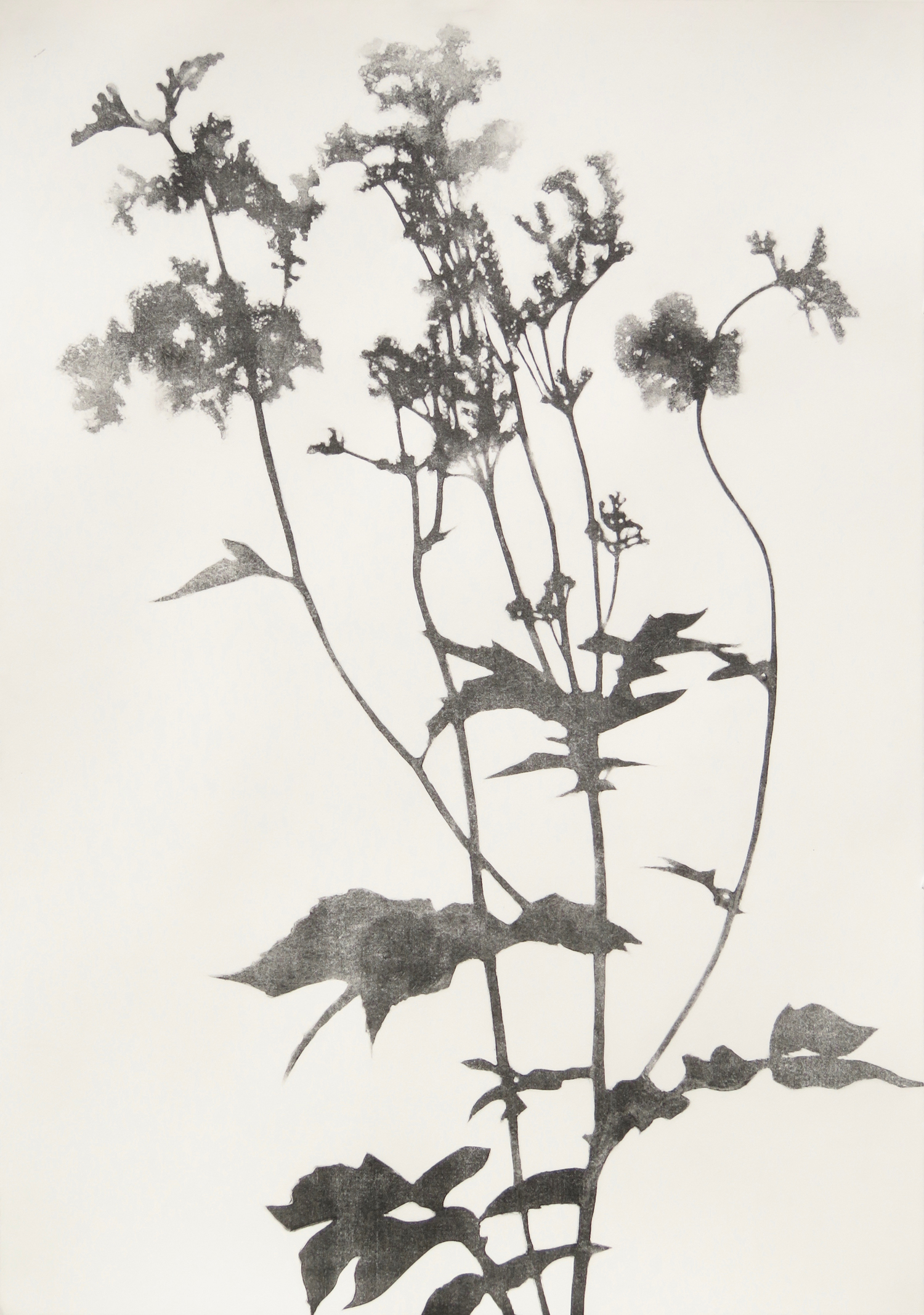 Cox, Hester - Meadowsweet