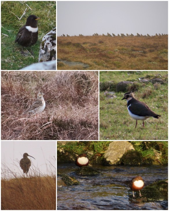 Photo showing a ring ouzel, a flock of golden plover, skylark, lapwing, curlew and a pair of dippers. Photos taken by Hester Cox.